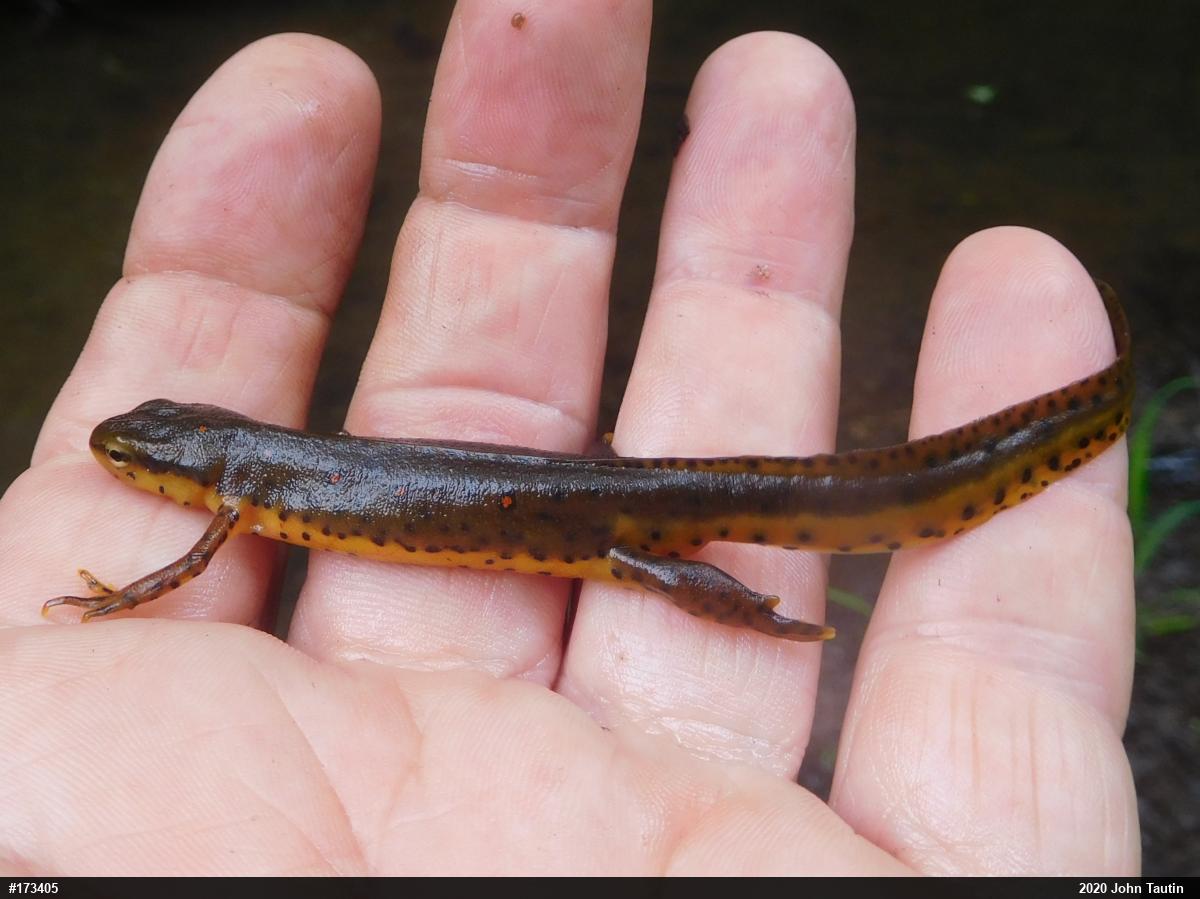 Red-spotted Newt