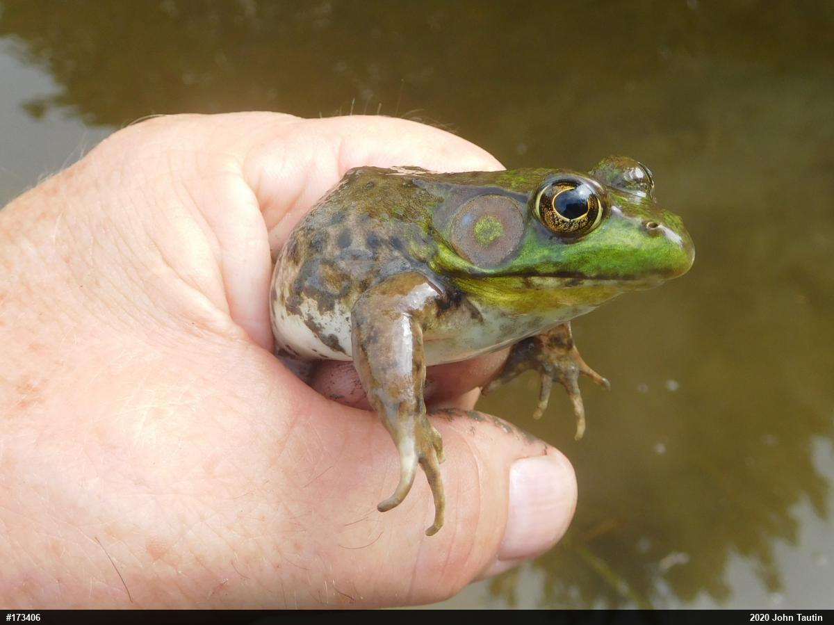Green Frog