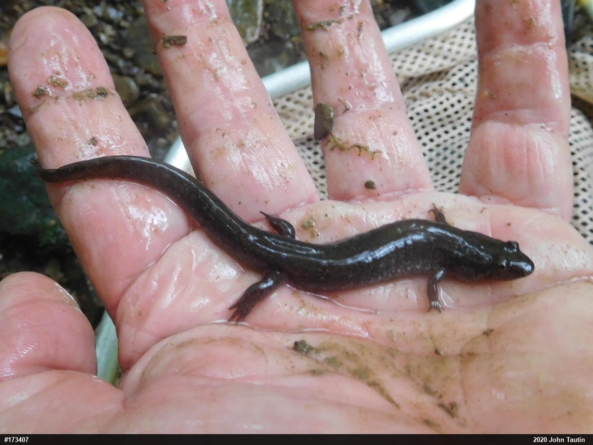 Northern Dusky Salamander