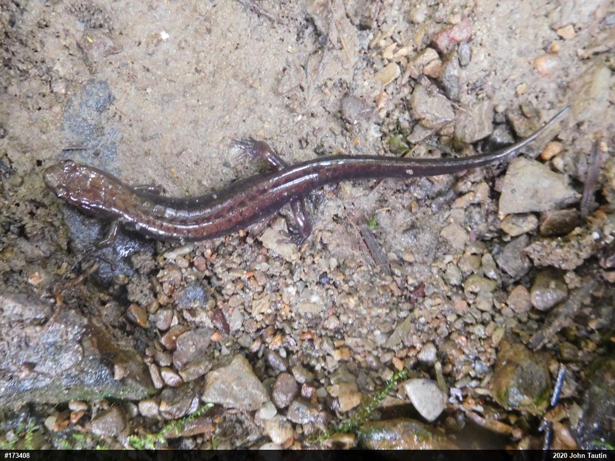 Allegheny Mountain Dusky Salamander