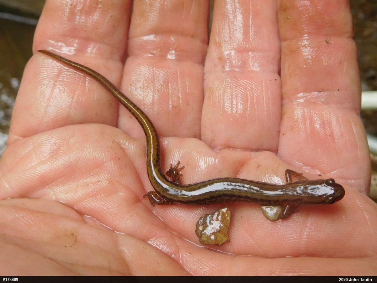Northern Two-lined Salamander