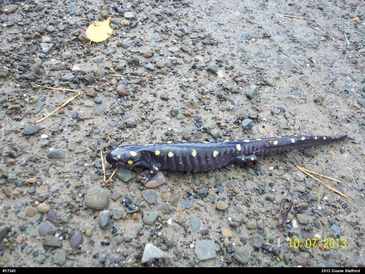 Spotted Salamander