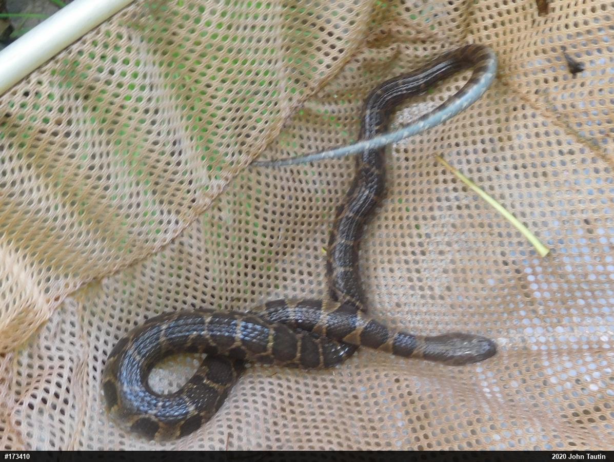 Northern Watersnake