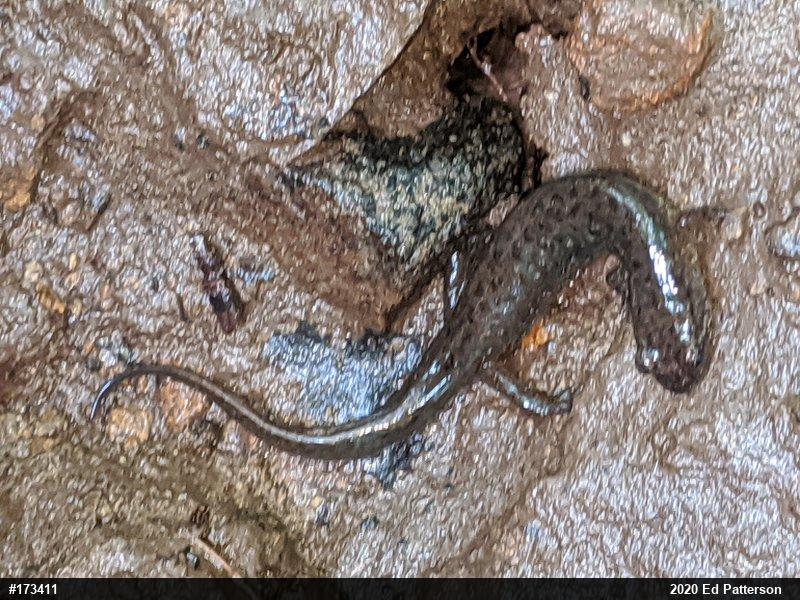 Northern Dusky Salamander