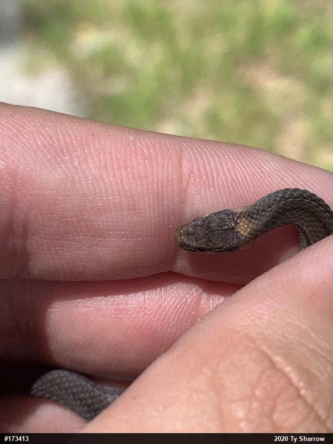 Red-bellied Snake