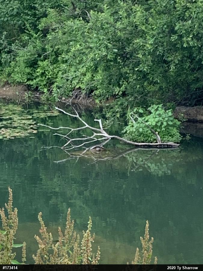 Snapping Turtle