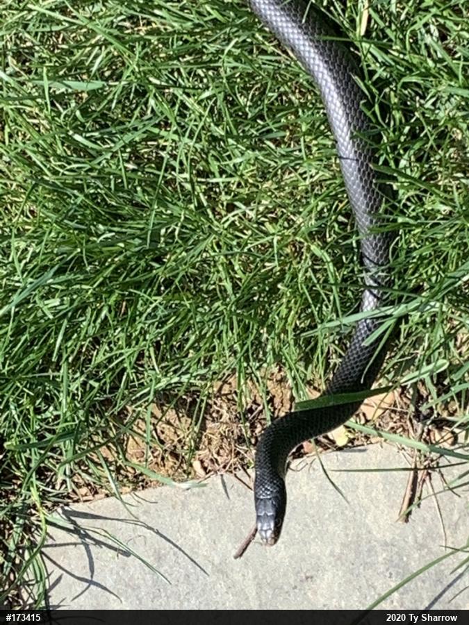Northern Black Racer