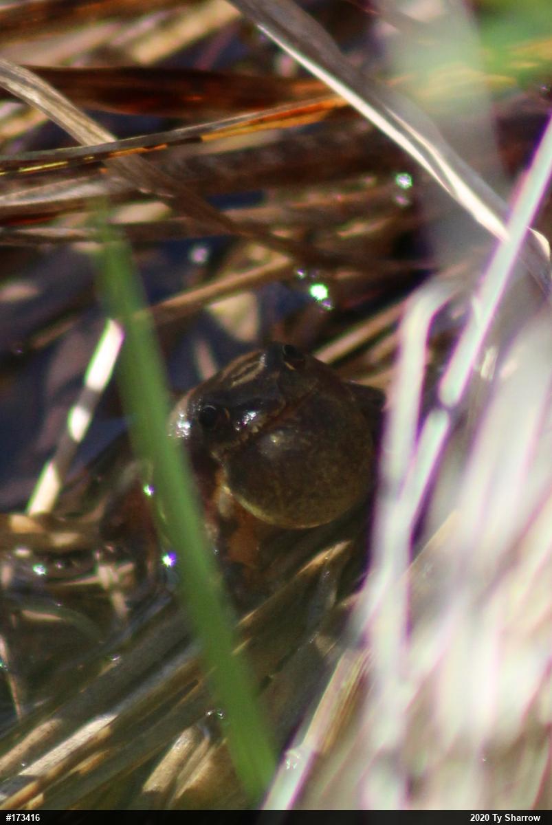 Spring Peeper