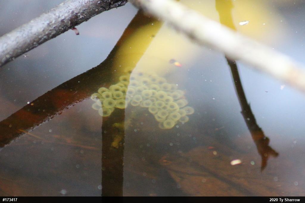 Spotted Salamander