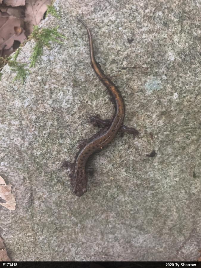 Allegheny Mountain Dusky Salamander