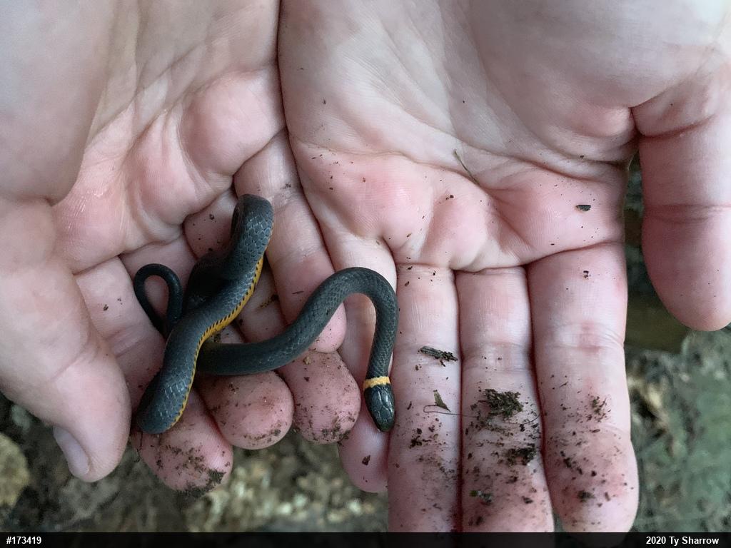 Northern Ring-necked Snake