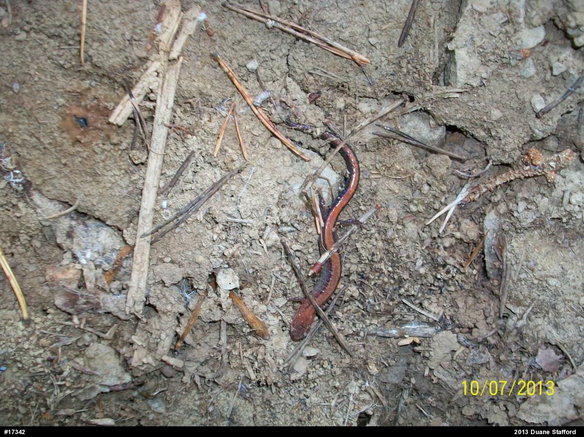 Eastern Red-backed  Salamander