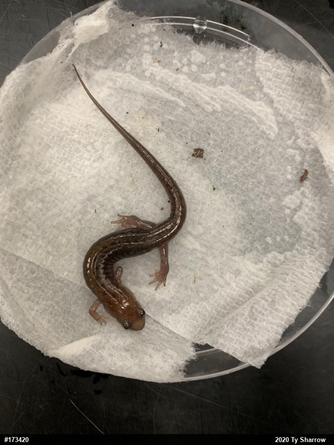 Allegheny Mountain Dusky Salamander