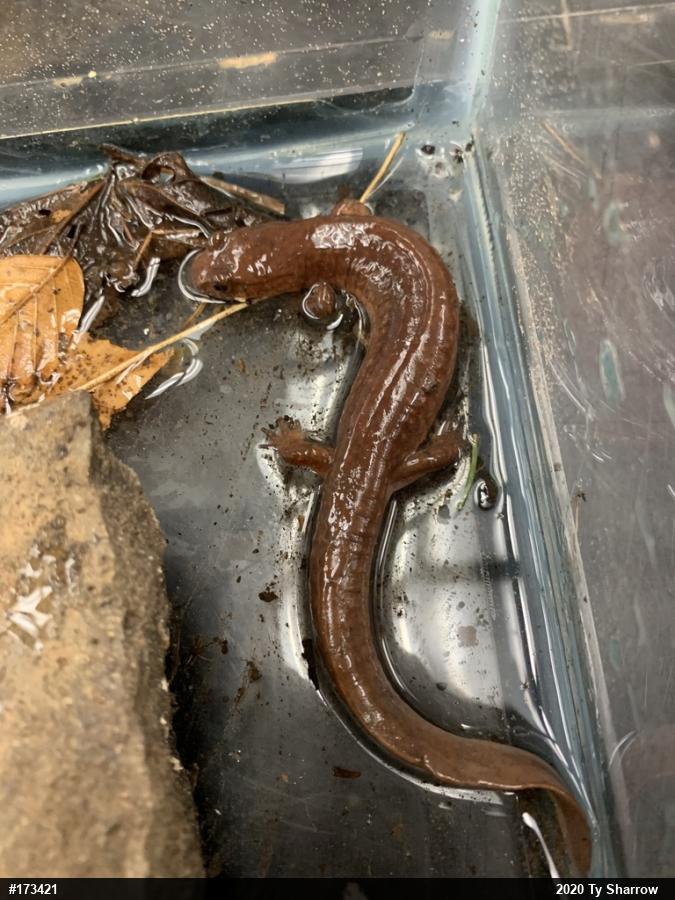 Northern Spring Salamander