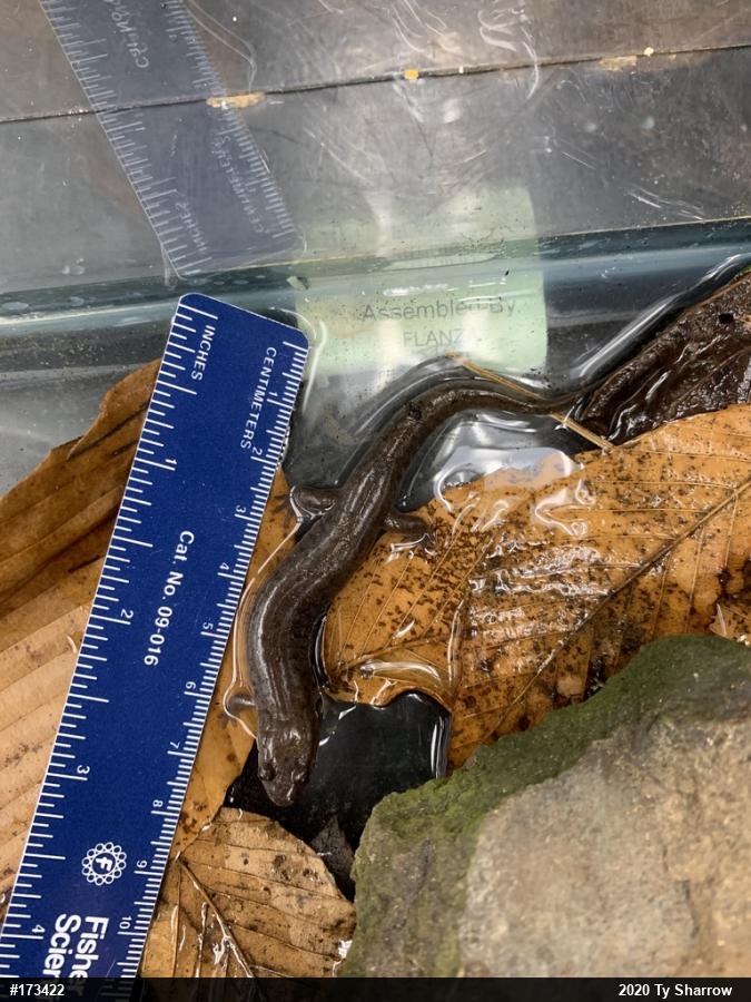 Northern Dusky Salamander