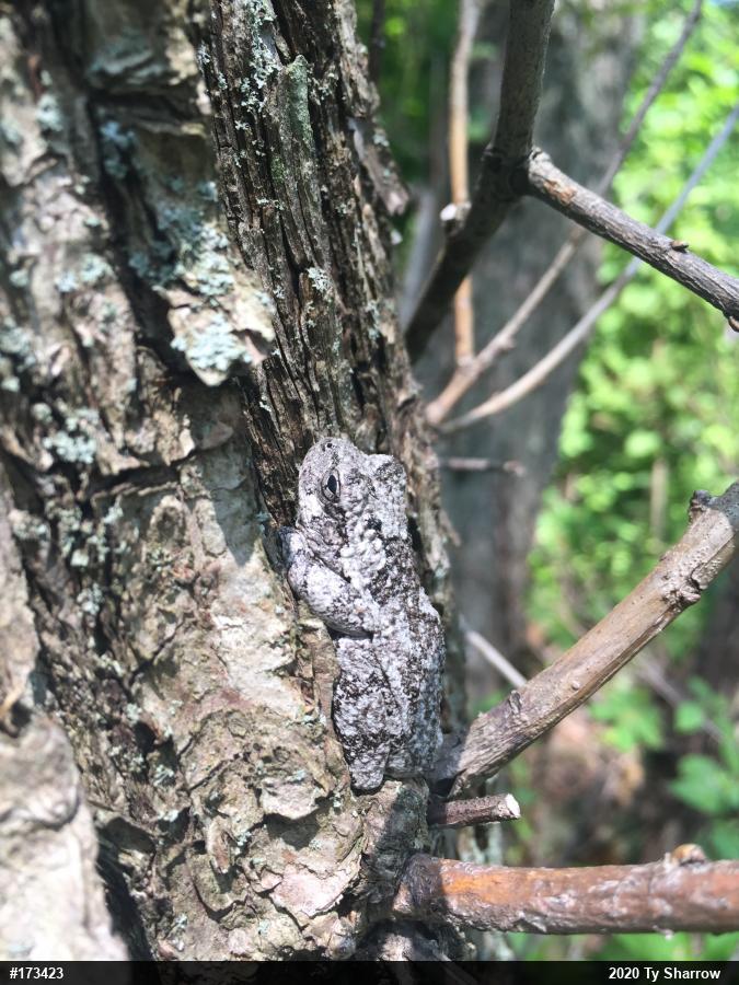 Unknown Gray Treefrog