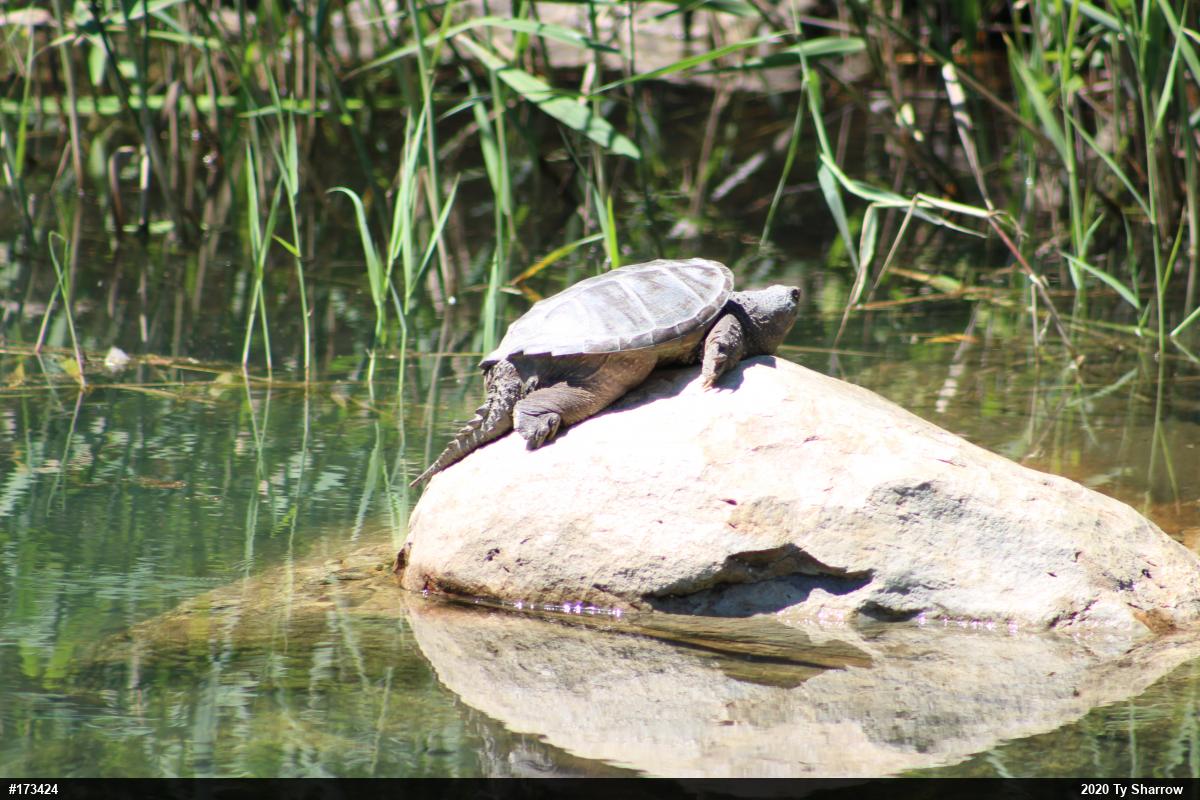 Snapping Turtle
