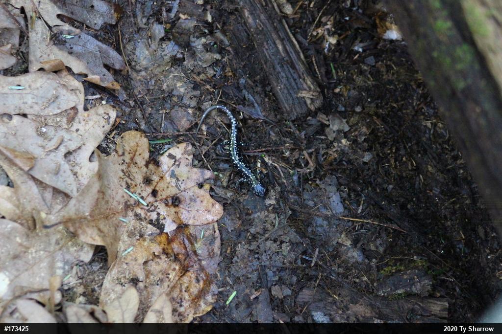 Northern Slimy Salamander