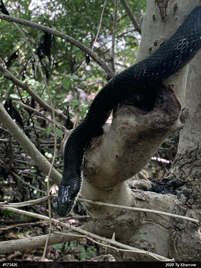 Eastern Ratsnake