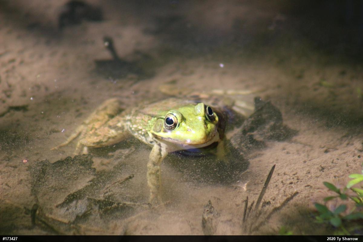 Green Frog