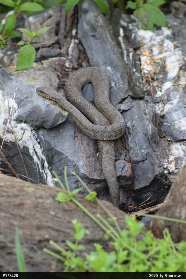 Northern Watersnake