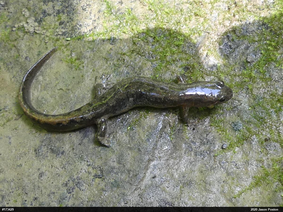 Northern Dusky Salamander