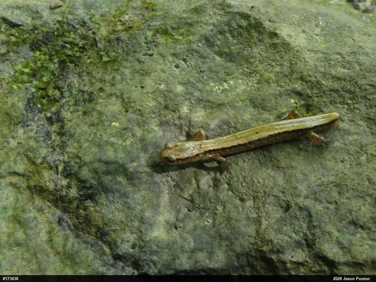 Northern Two-lined Salamander