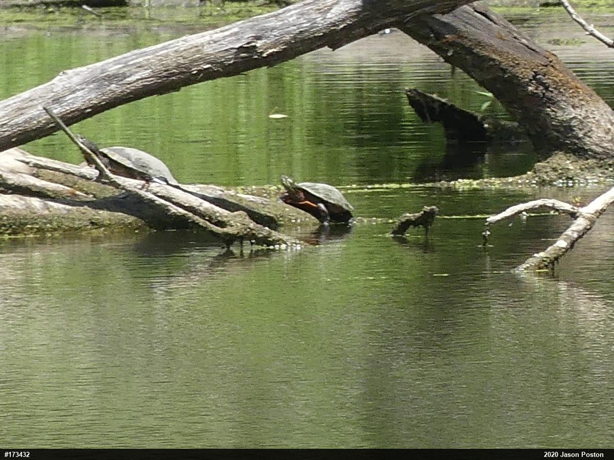 Red-eared Slider