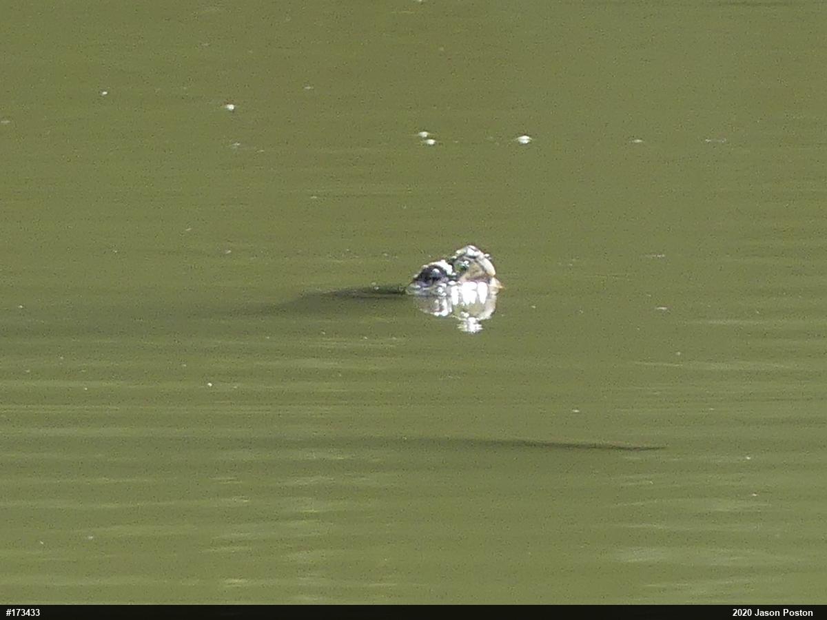 Snapping Turtle