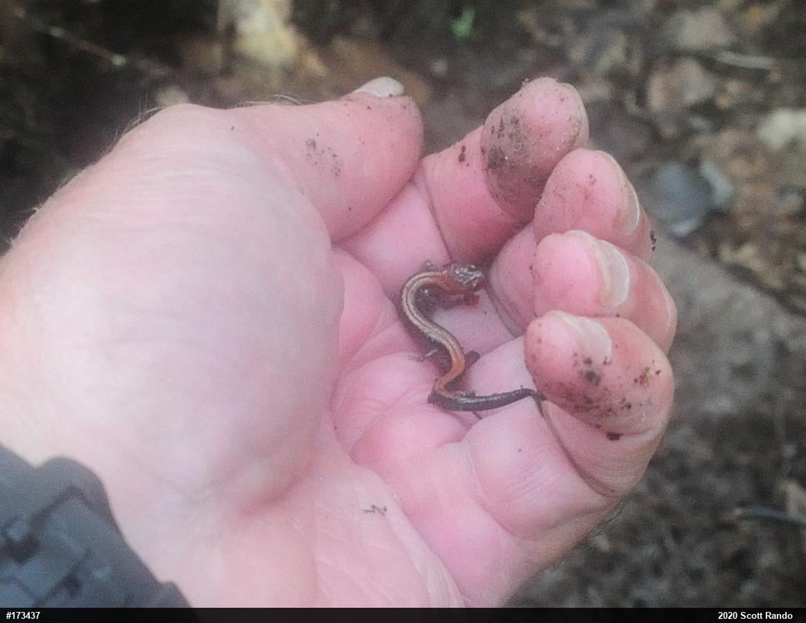 Eastern Red-backed  Salamander
