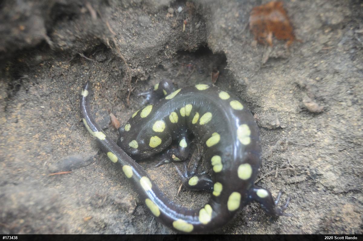Spotted Salamander