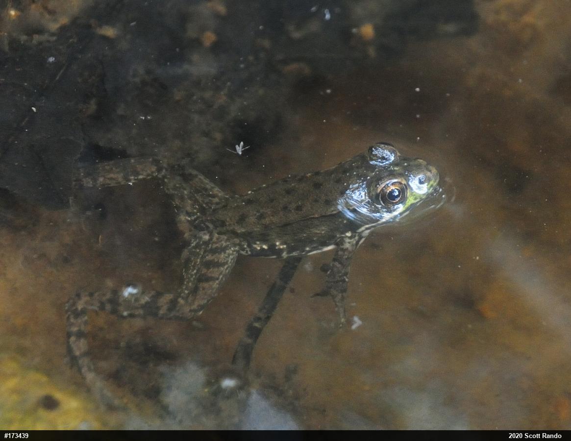 Green Frog