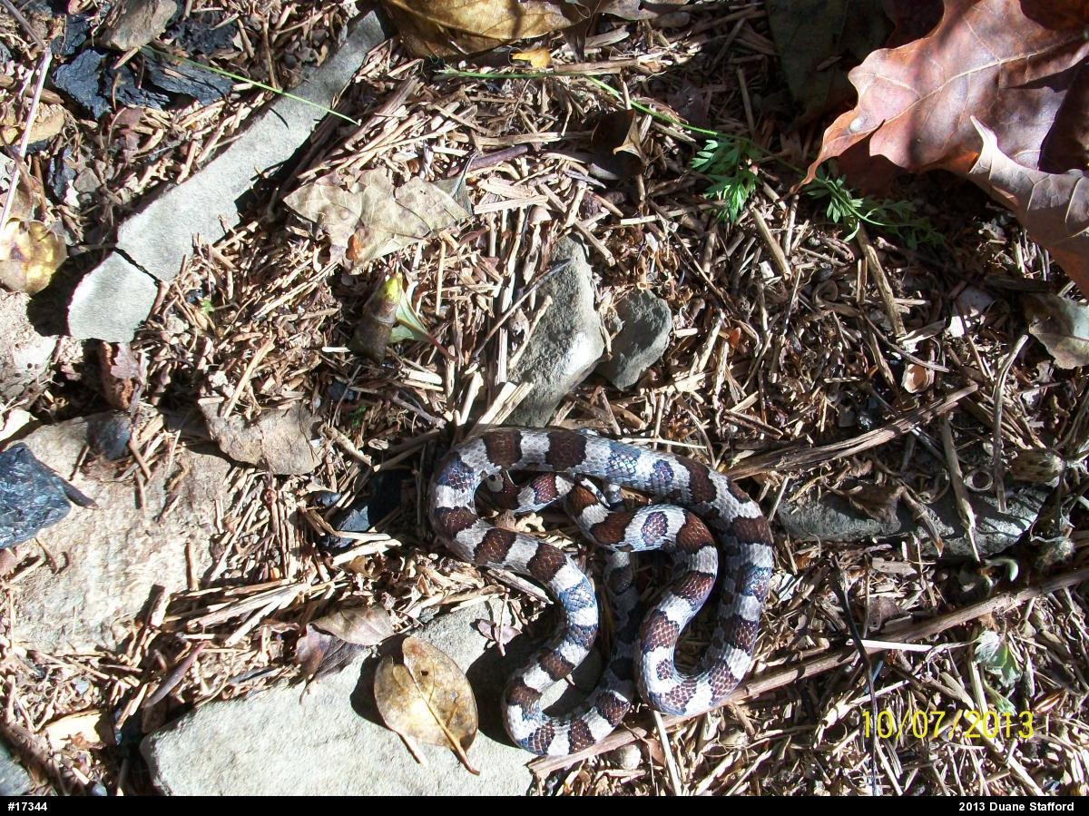 Eastern Milksnake