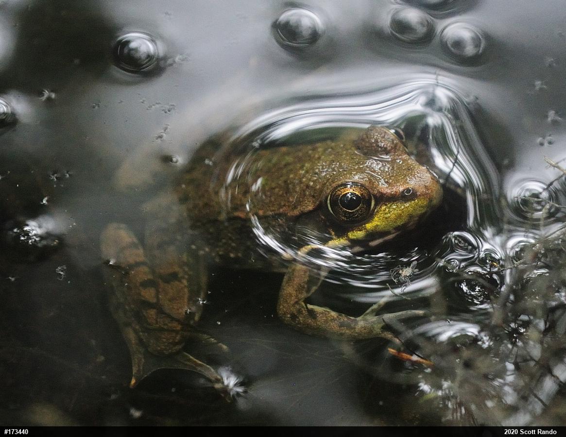 Green Frog