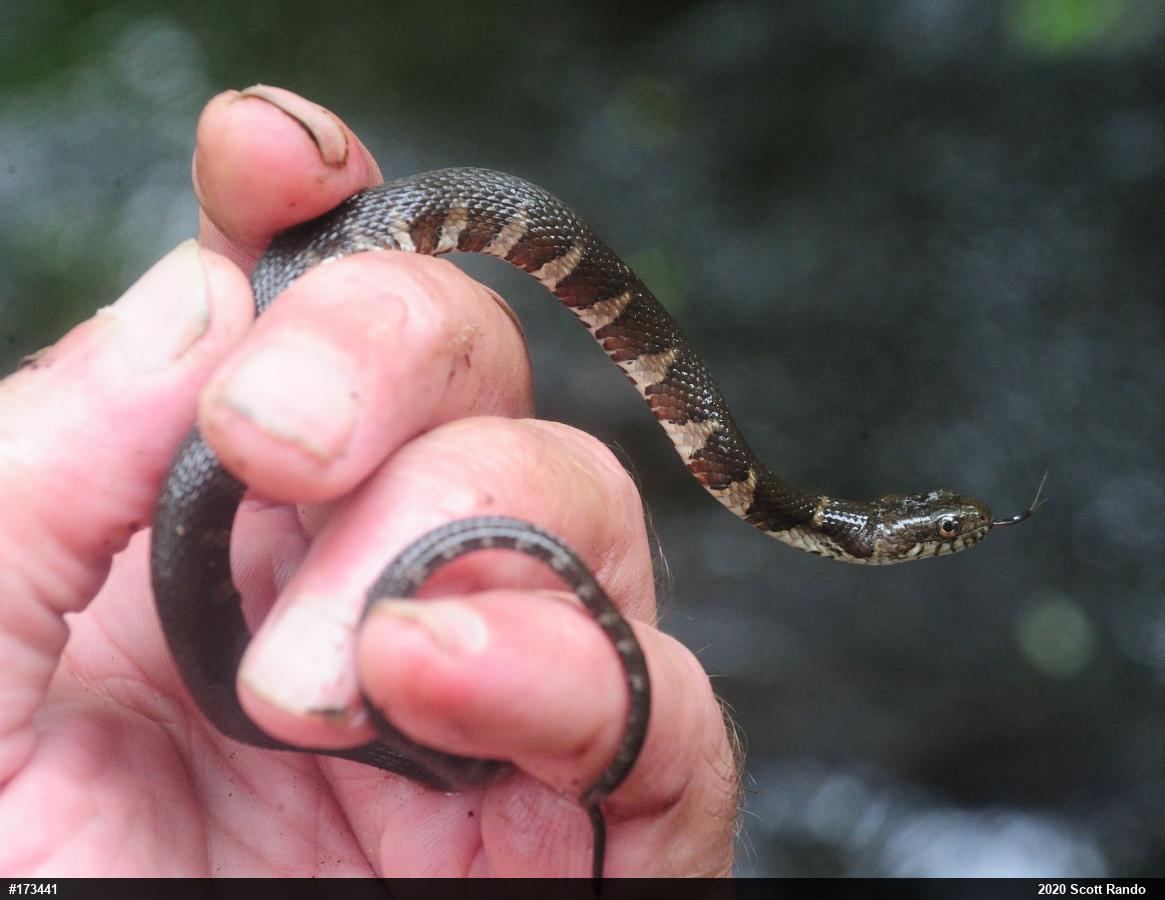 Northern Watersnake