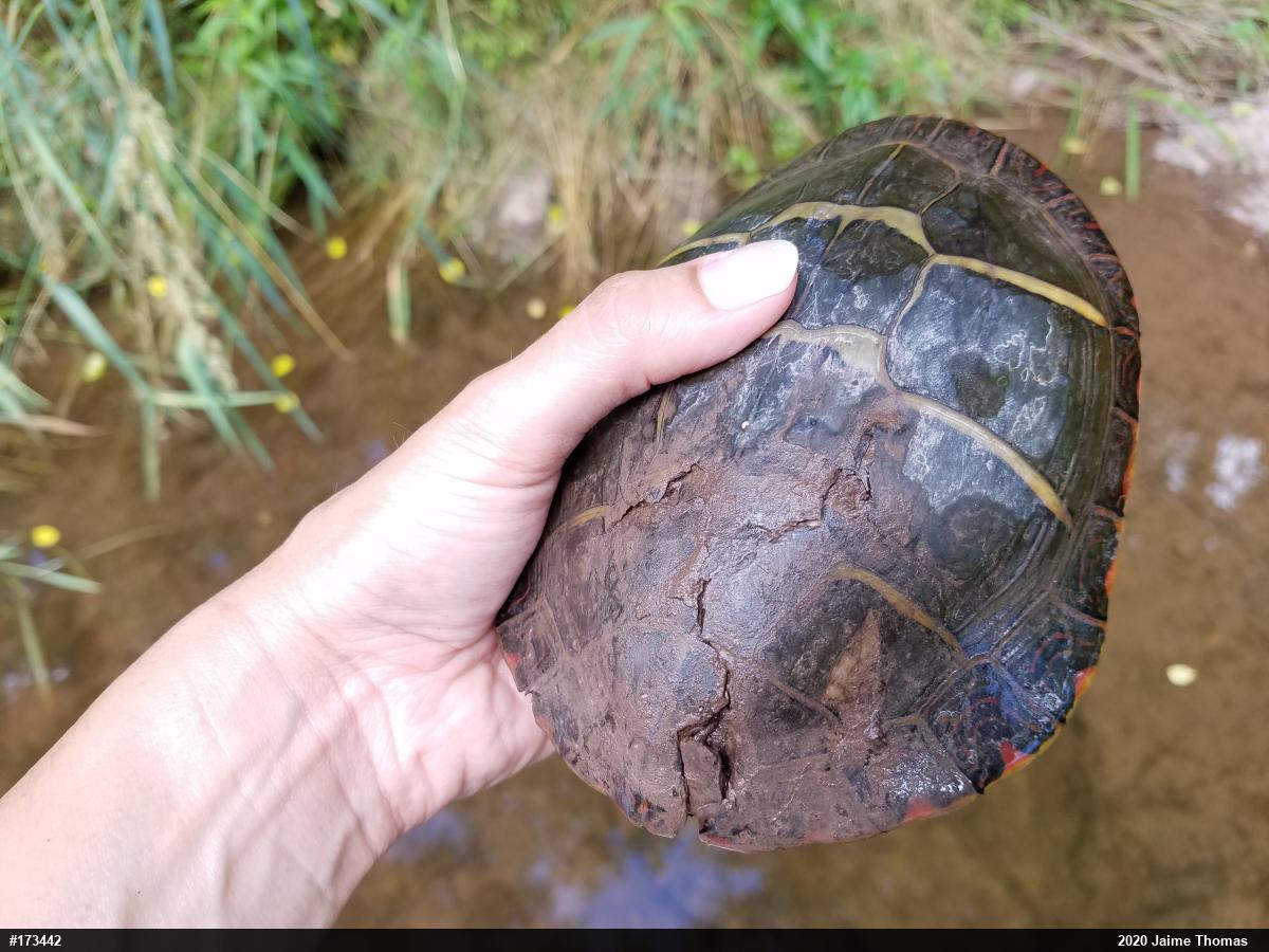 Painted Turtle