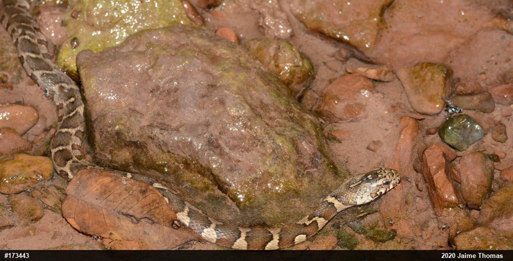 Northern Watersnake