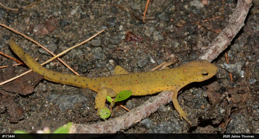 Red-spotted Newt
