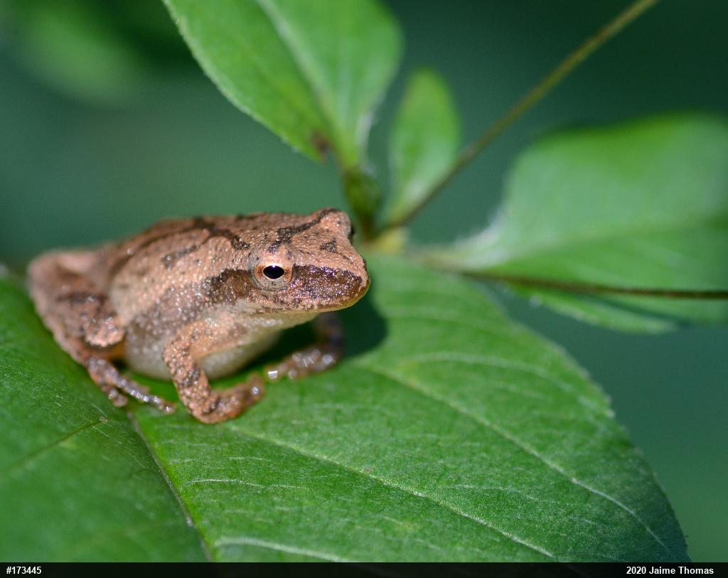 Spring Peeper