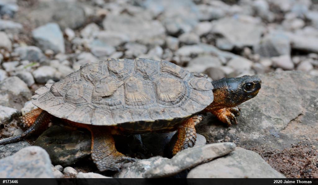 Wood Turtle