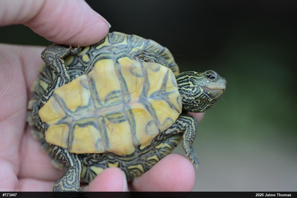 Northern Map Turtle