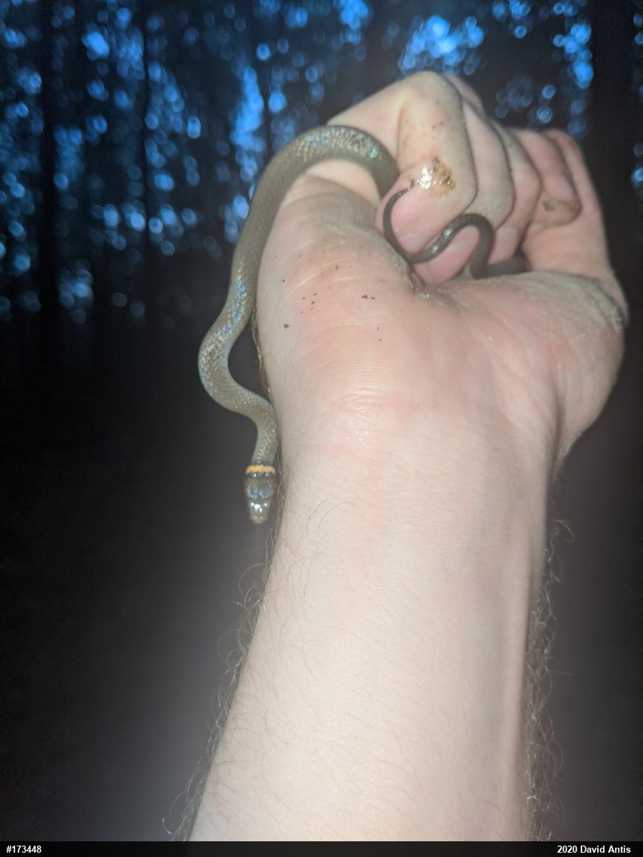 Northern Ring-necked Snake
