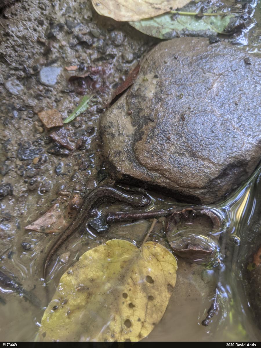 Northern Dusky Salamander