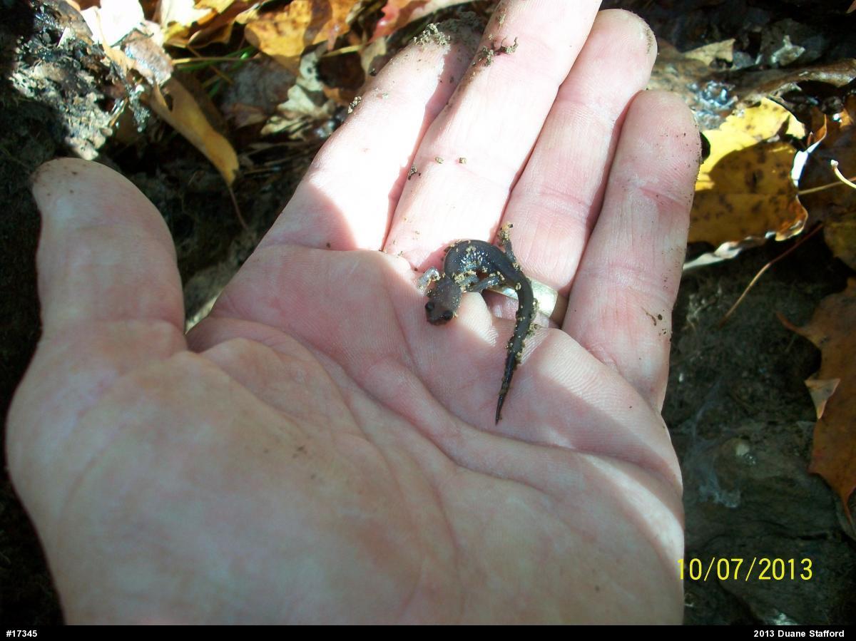 Wehrle's Salamander