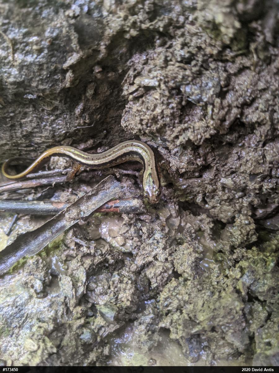 Northern Two-lined Salamander