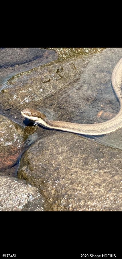 Queensnake