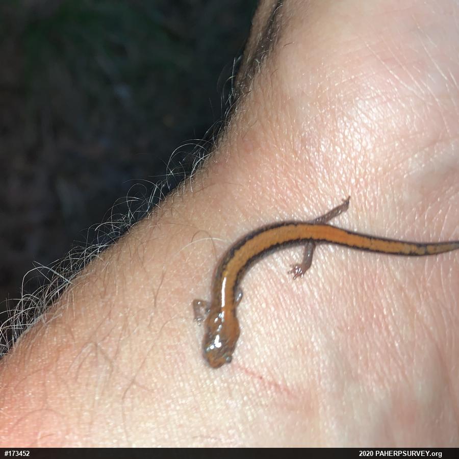 Eastern Red-backed  Salamander