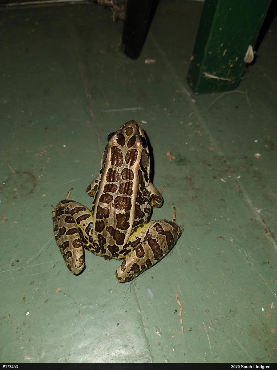 Pickerel Frog