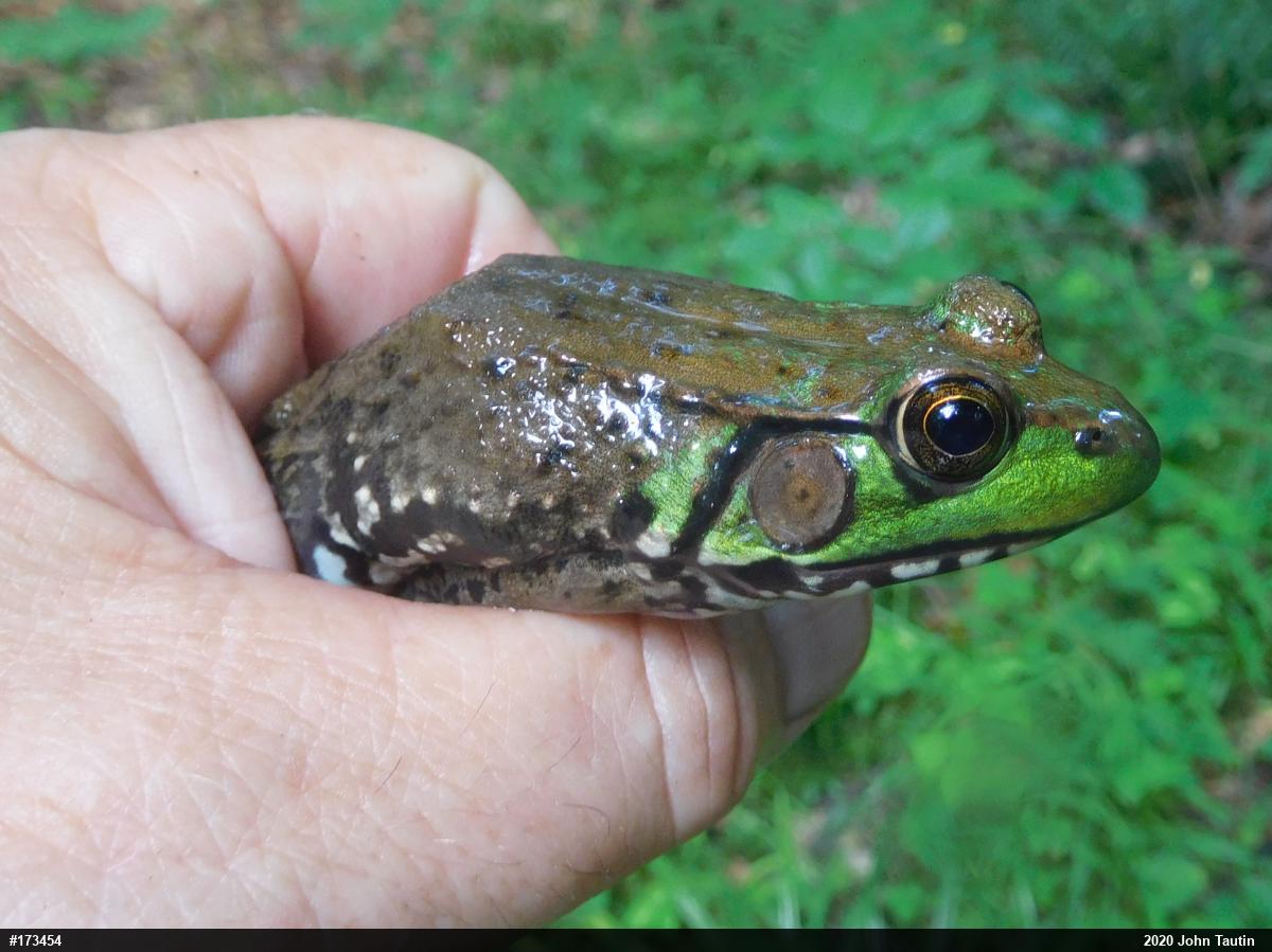 Green Frog