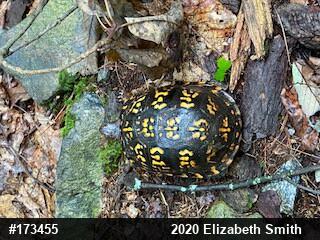 Eastern Box Turtle